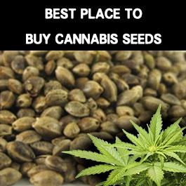 The Best place to buy cheap cannabis seeds in 2020